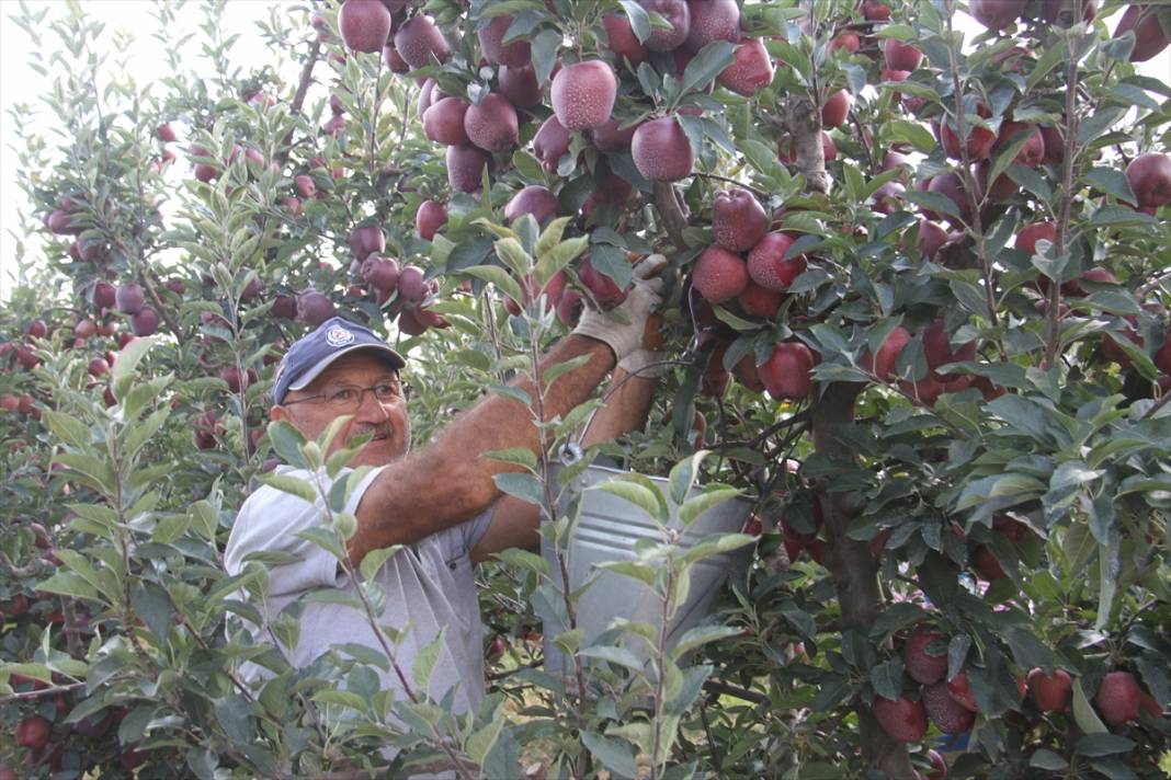 Konya'dan Asya ülkelerine elma ihracatı 21