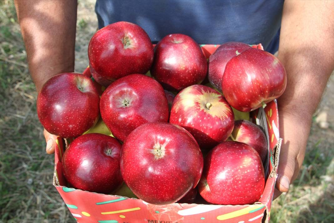 Konya'dan Asya ülkelerine elma ihracatı 5