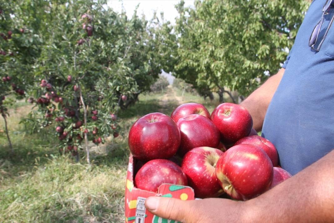 Konya'dan Asya ülkelerine elma ihracatı 6