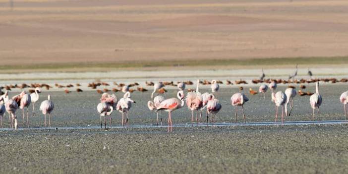 Konya'daki göl kuruyunca flamingoların yaşam alanı daraldı