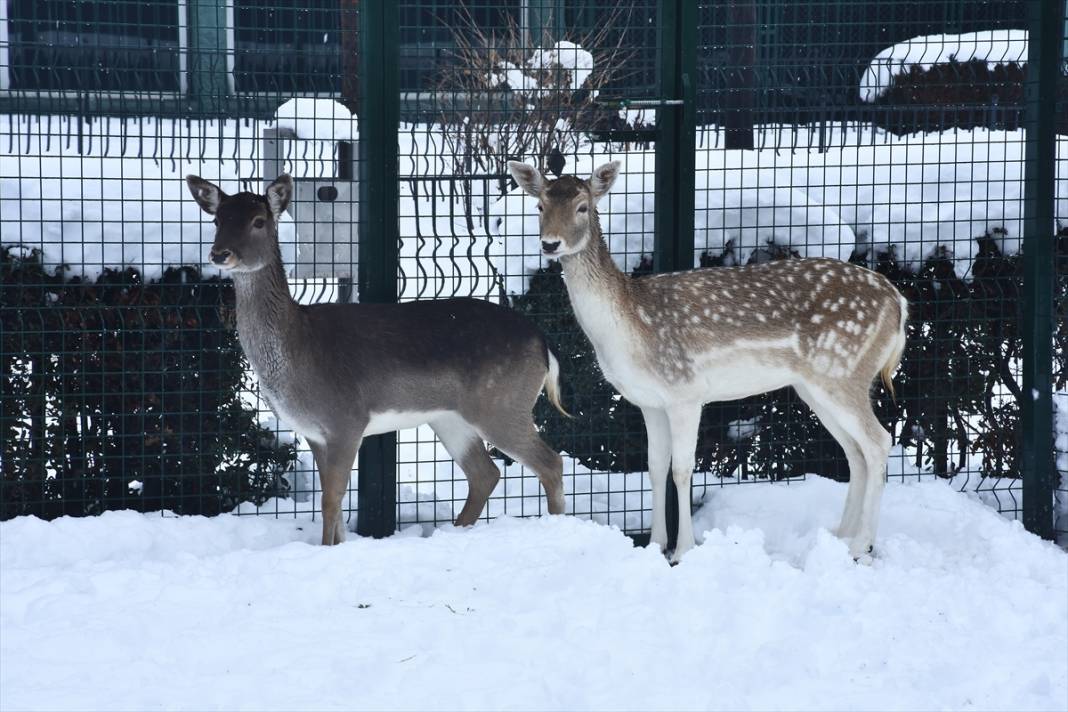 Konya'da hayvanat bahçesi sakinlerinin kar sevinci 10