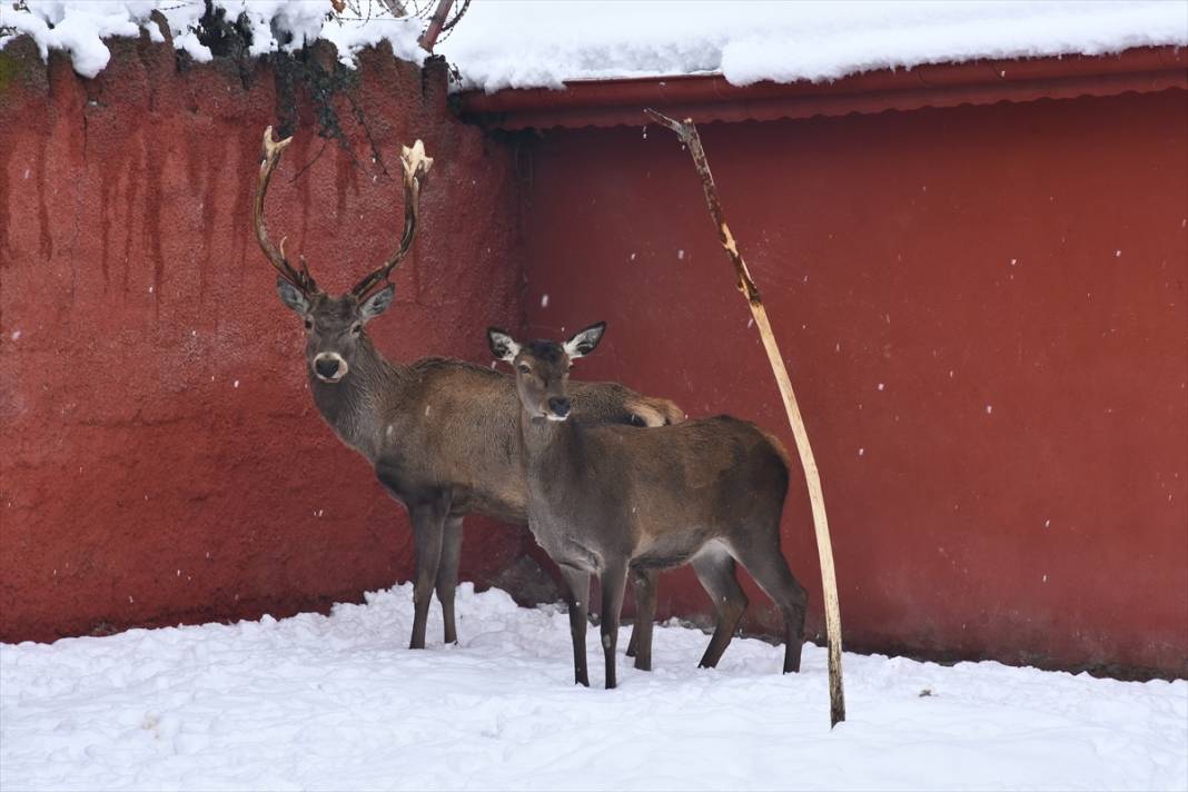Konya'da hayvanat bahçesi sakinlerinin kar sevinci 11