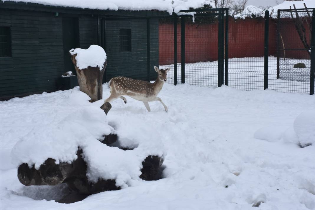 Konya'da hayvanat bahçesi sakinlerinin kar sevinci 12