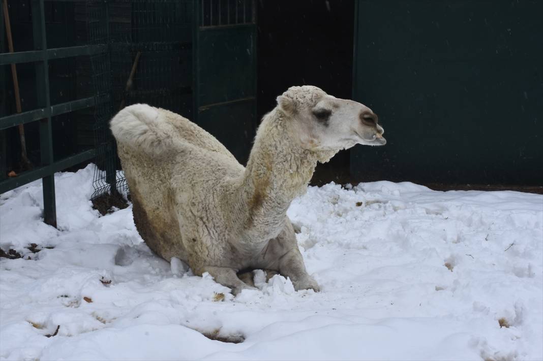 Konya'da hayvanat bahçesi sakinlerinin kar sevinci 16
