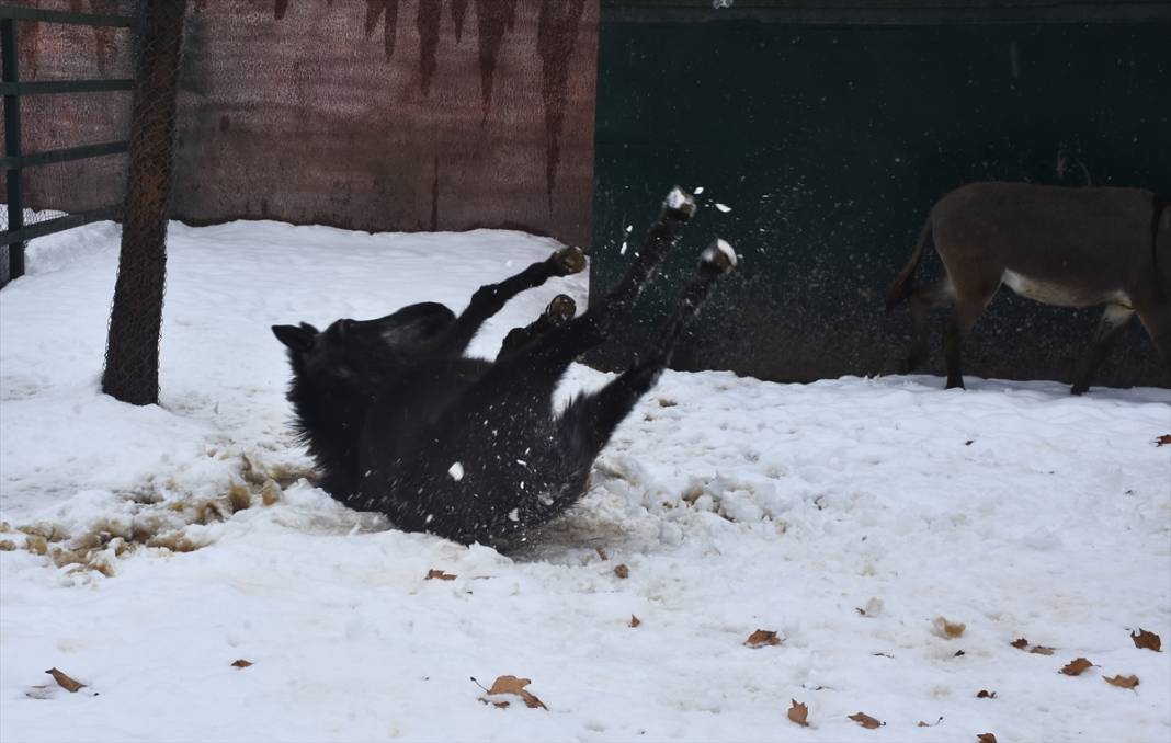 Konya'da hayvanat bahçesi sakinlerinin kar sevinci 17
