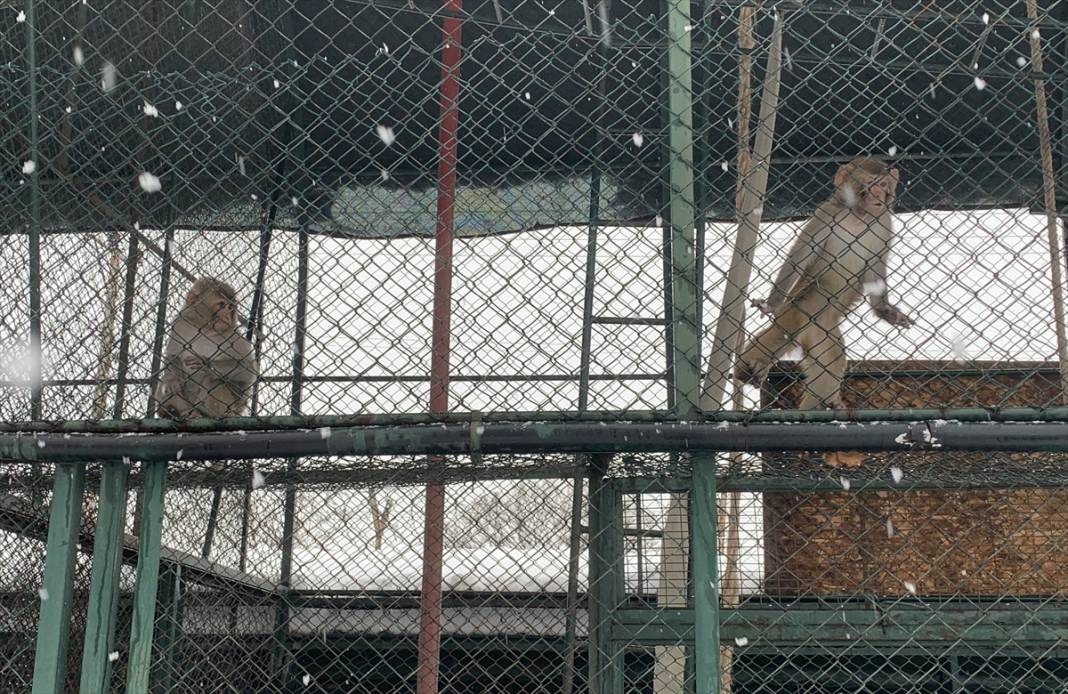 Konya'da hayvanat bahçesi sakinlerinin kar sevinci 2