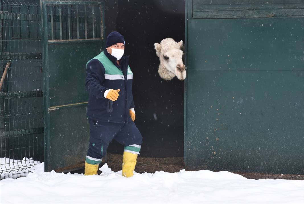 Konya'da hayvanat bahçesi sakinlerinin kar sevinci 20