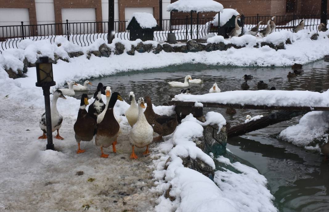 Konya'da hayvanat bahçesi sakinlerinin kar sevinci 24