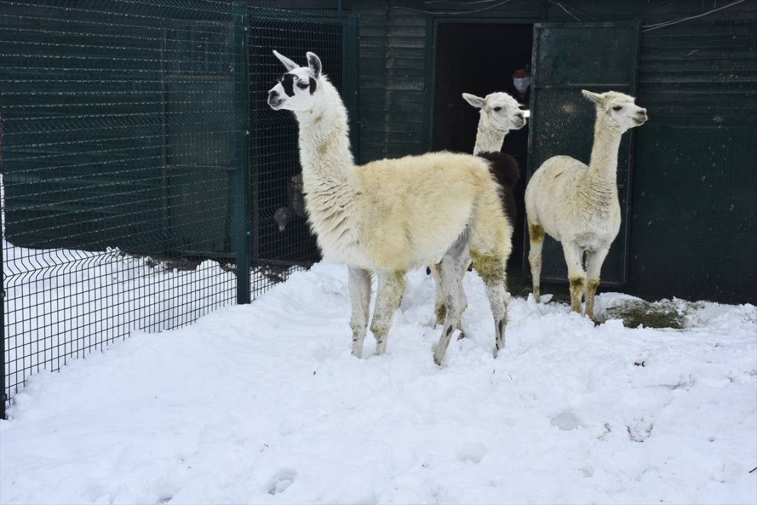 Konya'da hayvanat bahçesi sakinlerinin kar sevinci 3