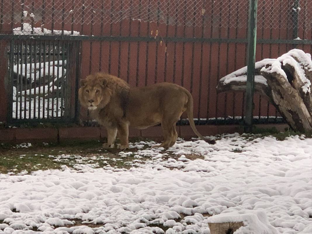 Konya'da hayvanat bahçesi sakinlerinin kar sevinci 5