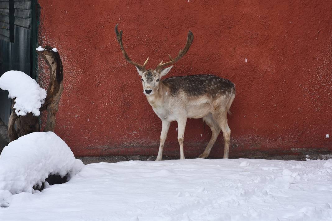 Konya'da hayvanat bahçesi sakinlerinin kar sevinci 8