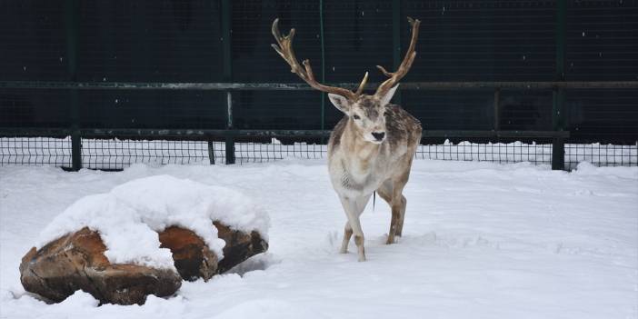 Konya'da hayvanat bahçesi sakinlerinin kar sevinci