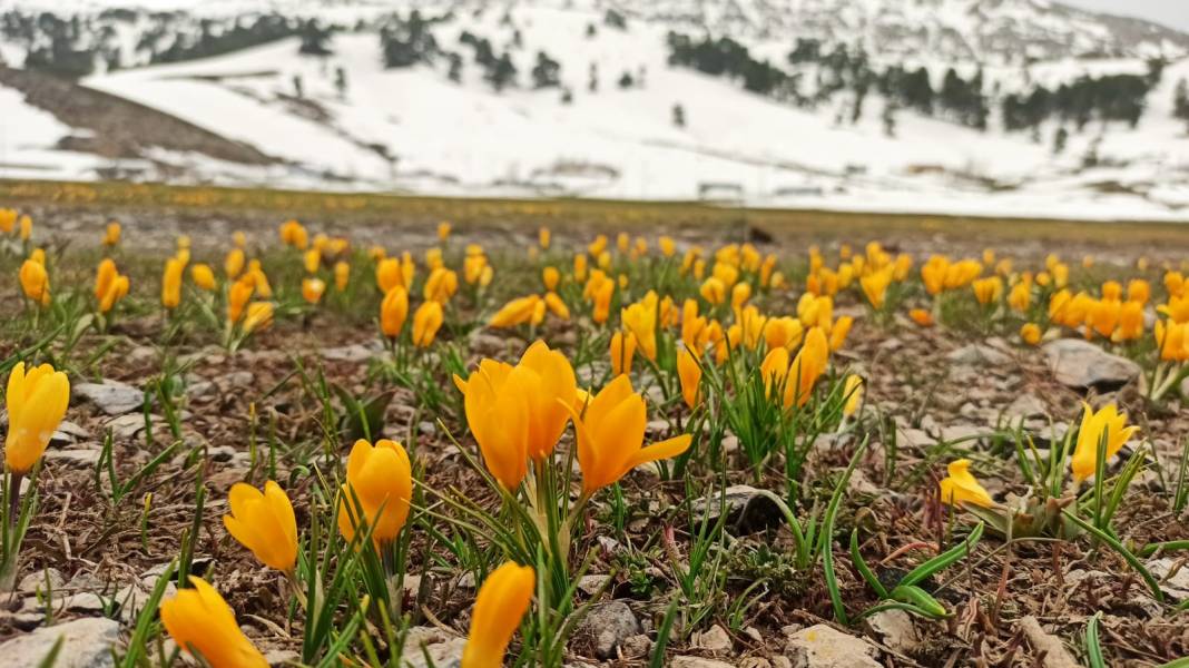Konya’da bahar güzelliği! Karla kaplı Toroslar, çiğdemlerle görsel şölen sunuyor 1
