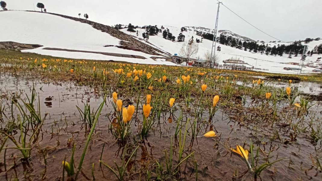 Konya’da bahar güzelliği! Karla kaplı Toroslar, çiğdemlerle görsel şölen sunuyor 10