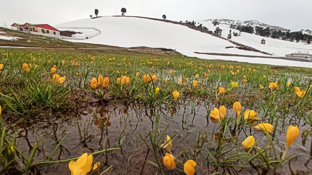 Konya’da bahar güzelliği! Karla kaplı Toroslar, çiğdemlerle görsel şölen sunuyor 11