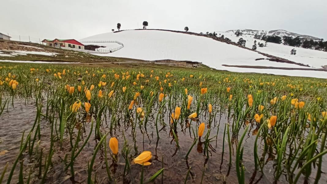 Konya’da bahar güzelliği! Karla kaplı Toroslar, çiğdemlerle görsel şölen sunuyor 12