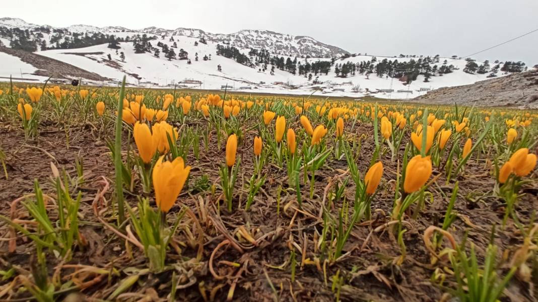 Konya’da bahar güzelliği! Karla kaplı Toroslar, çiğdemlerle görsel şölen sunuyor 13