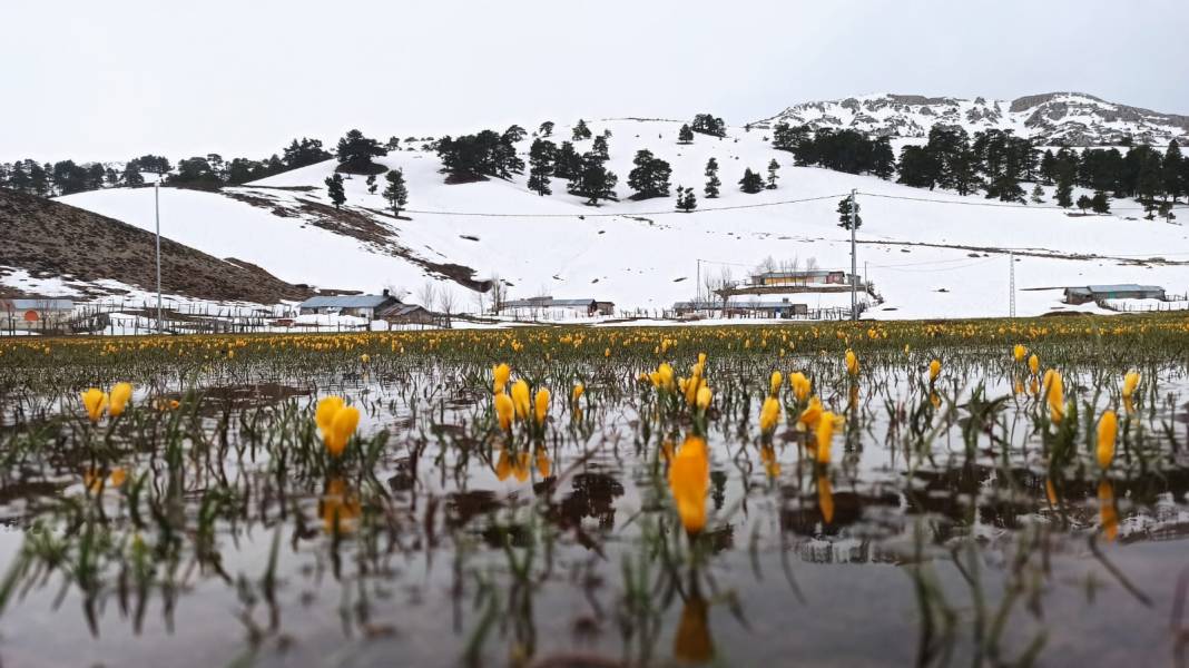 Konya’da bahar güzelliği! Karla kaplı Toroslar, çiğdemlerle görsel şölen sunuyor 2