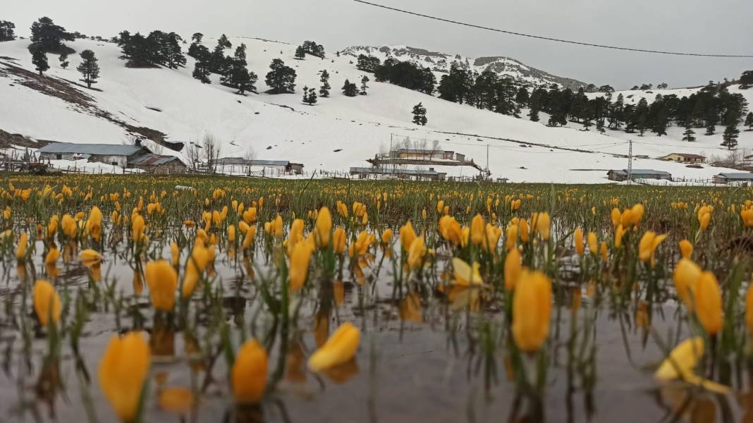 Konya’da bahar güzelliği! Karla kaplı Toroslar, çiğdemlerle görsel şölen sunuyor 3