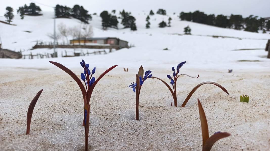 Konya’da bahar güzelliği! Karla kaplı Toroslar, çiğdemlerle görsel şölen sunuyor 6