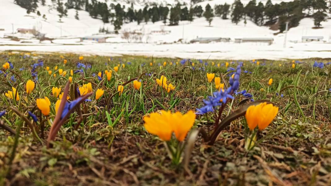 Konya’da bahar güzelliği! Karla kaplı Toroslar, çiğdemlerle görsel şölen sunuyor 7