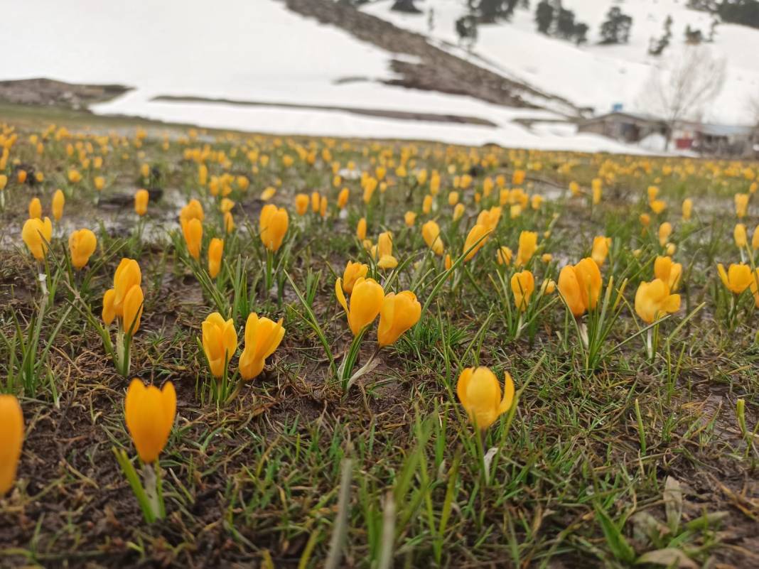 Konya’da bahar güzelliği! Karla kaplı Toroslar, çiğdemlerle görsel şölen sunuyor 9