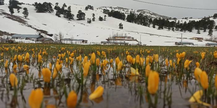 Konya’da bahar güzelliği! Karla kaplı Toroslar, çiğdemlerle görsel şölen sunuyor
