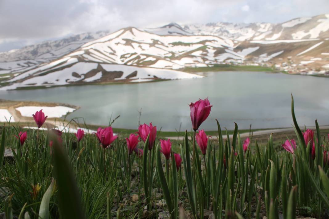 Konyalı doğaseverler dağ laleleri ve Eğrigölü görmek için 25 kilometre yürüdü 18
