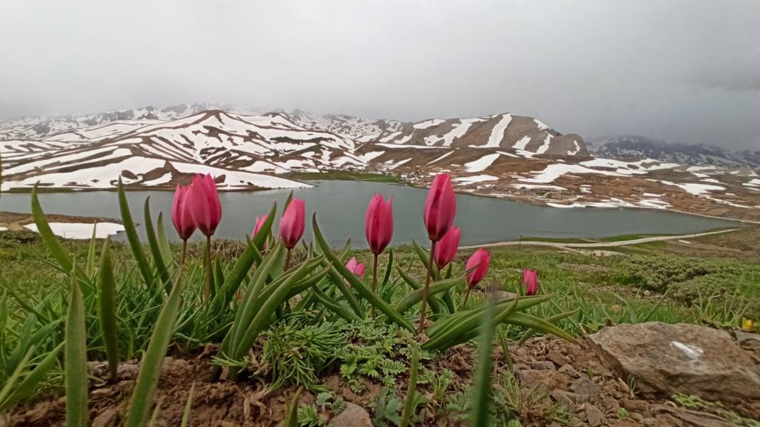 Konyalı doğaseverler dağ laleleri ve Eğrigölü görmek için 25 kilometre yürüdü 5