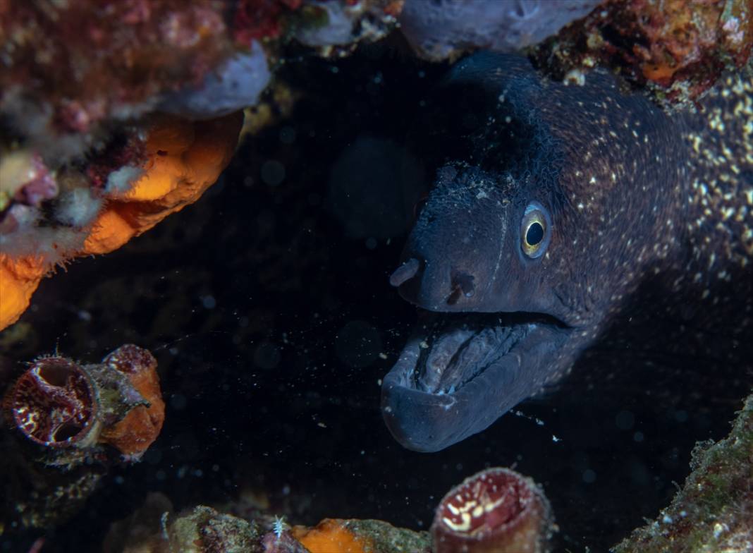 Aslan balığı, Ege'de fotoğraf tutkunu dalgıçların kadrajına giriyor 31