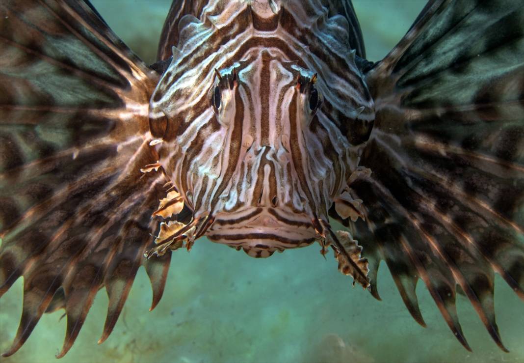 Aslan balığı, Ege'de fotoğraf tutkunu dalgıçların kadrajına giriyor 9