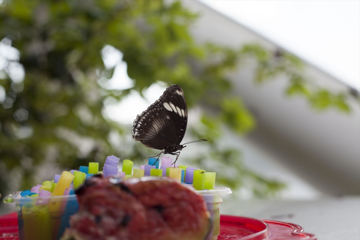 'Fotoğraf stüdyosu' gibi kelebek bahçesi 4