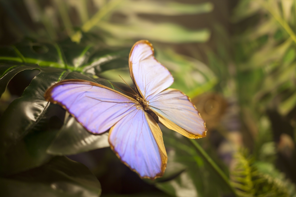 'Fotoğraf stüdyosu' gibi kelebek bahçesi 8