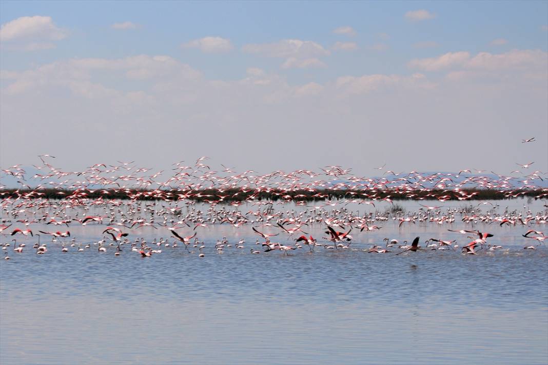 Konya’nın kuş cenneti! Flamingoların gelmesiyle bölge ayrı bir güzelliğe büründü 1