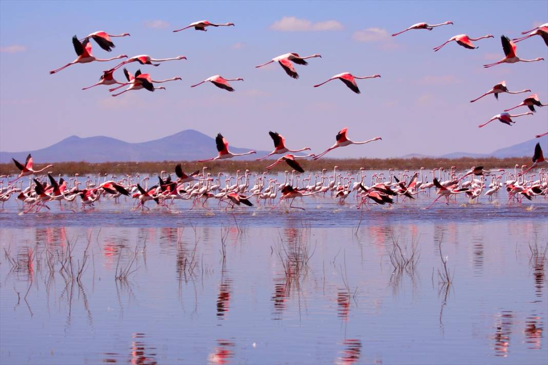 Konya’nın kuş cenneti! Flamingoların gelmesiyle bölge ayrı bir güzelliğe büründü 10