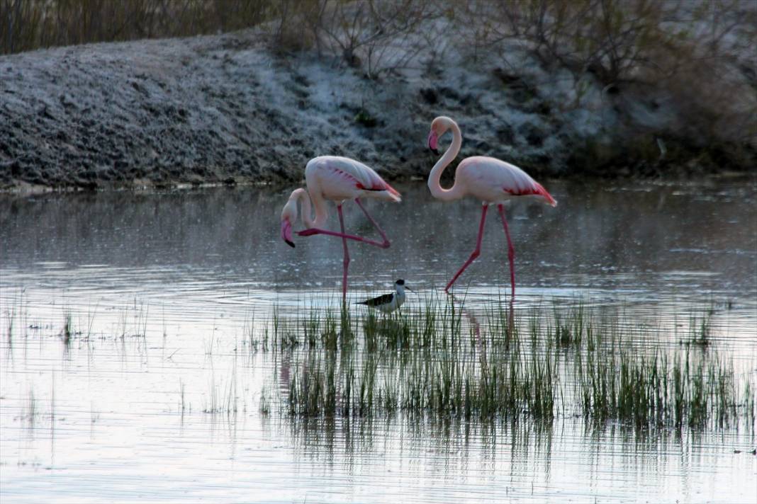 Konya’nın kuş cenneti! Flamingoların gelmesiyle bölge ayrı bir güzelliğe büründü 11