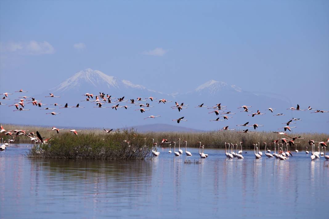 Konya’nın kuş cenneti! Flamingoların gelmesiyle bölge ayrı bir güzelliğe büründü 2