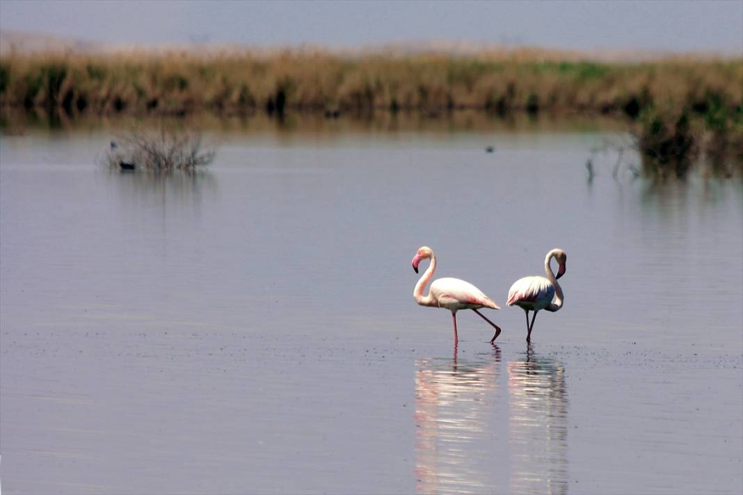 Konya’nın kuş cenneti! Flamingoların gelmesiyle bölge ayrı bir güzelliğe büründü 3