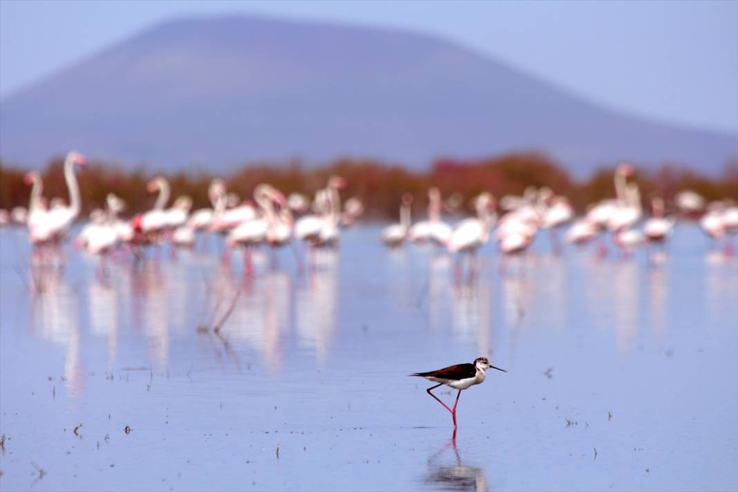 Konya’nın kuş cenneti! Flamingoların gelmesiyle bölge ayrı bir güzelliğe büründü 4