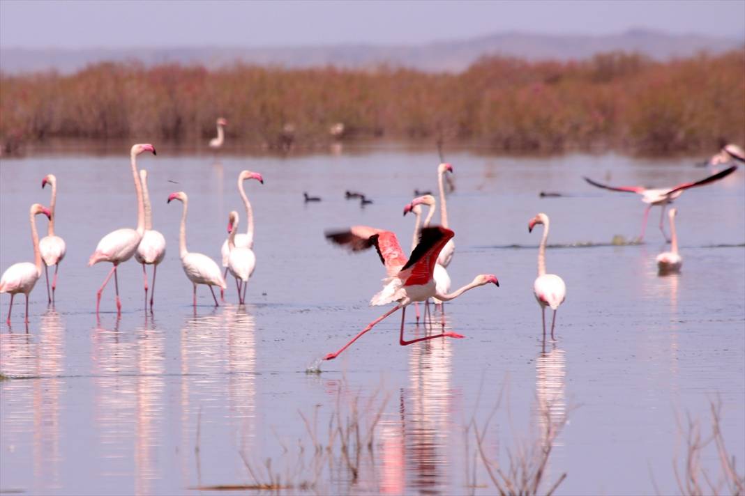 Konya’nın kuş cenneti! Flamingoların gelmesiyle bölge ayrı bir güzelliğe büründü 5