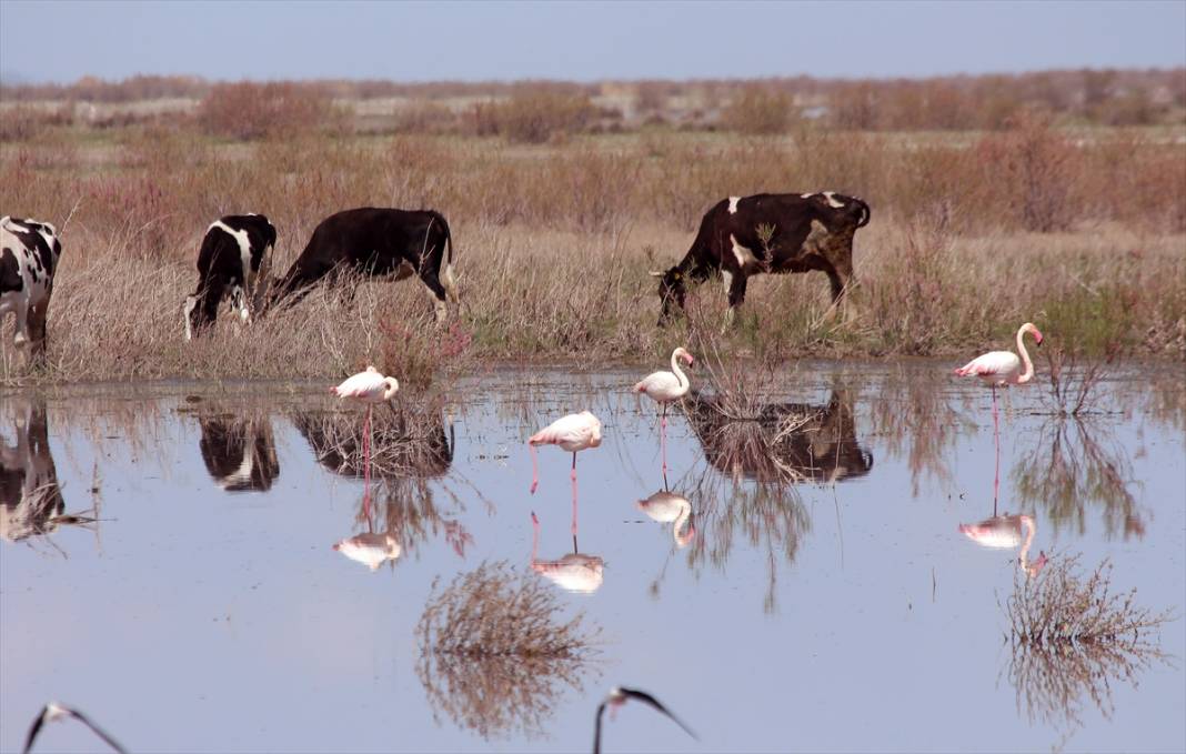 Konya’nın kuş cenneti! Flamingoların gelmesiyle bölge ayrı bir güzelliğe büründü 6