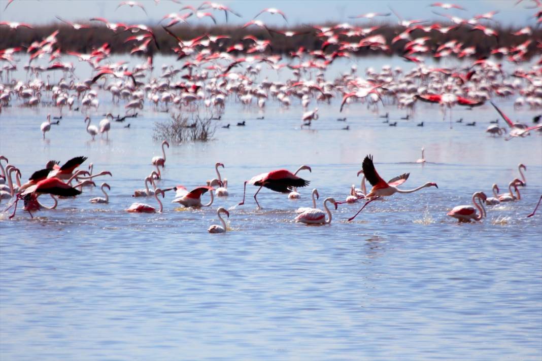 Konya’nın kuş cenneti! Flamingoların gelmesiyle bölge ayrı bir güzelliğe büründü 9