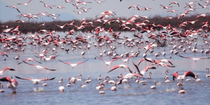 Konya’nın kuş cenneti! Flamingoların gelmesiyle bölge ayrı bir güzelliğe büründü