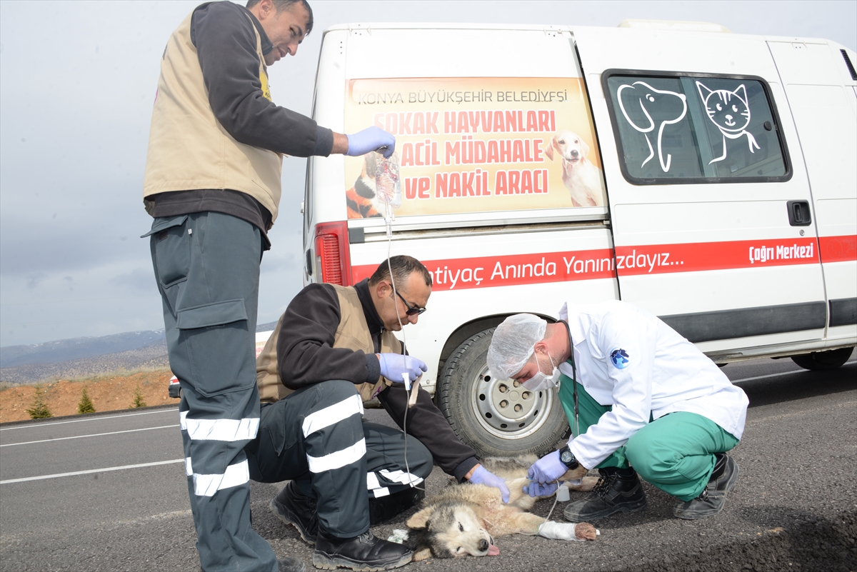 Konya'da sokak hayvanlarına 'konforlu' barınak 18