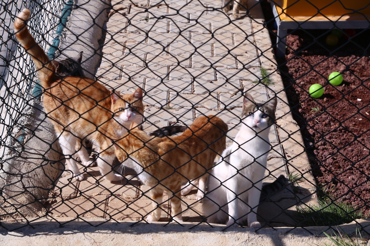 Konya'da sokak hayvanlarına 'konforlu' barınak 7