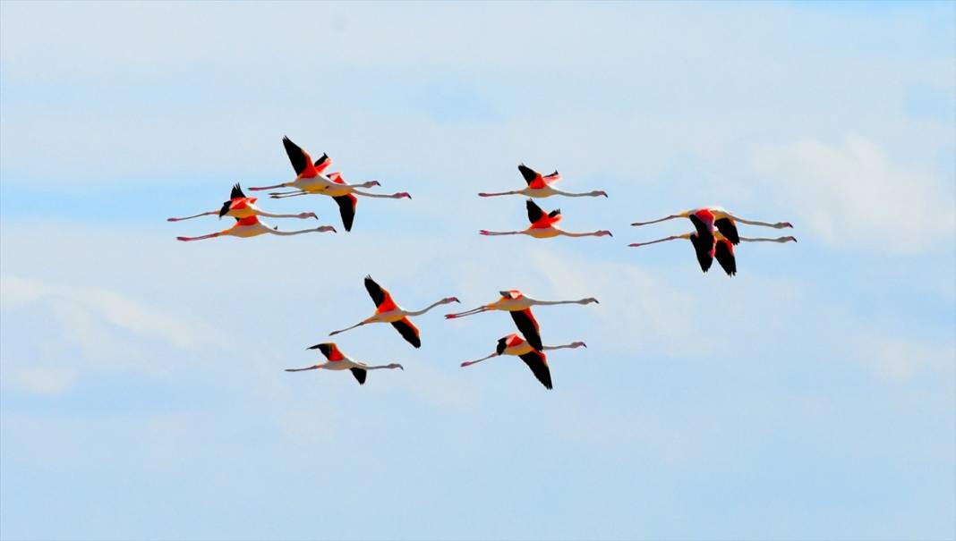 Yazlıkçılar geldi! Tuz Gölü flamingoları ağırlamaya başladı 2