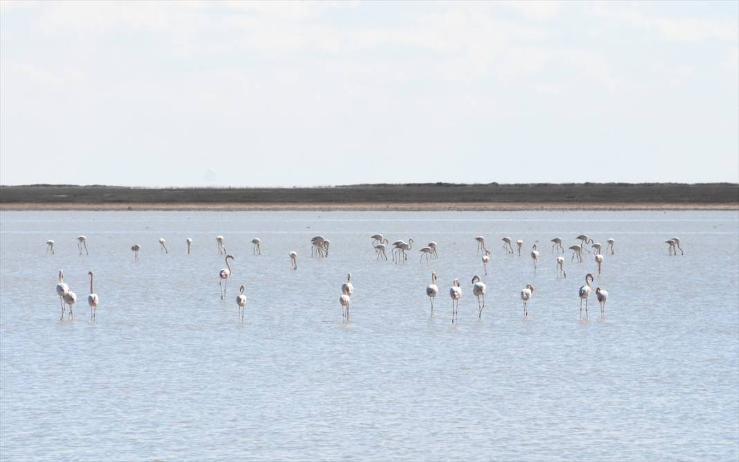Yazlıkçılar geldi! Tuz Gölü flamingoları ağırlamaya başladı 3