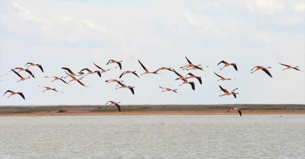 Yazlıkçılar geldi! Tuz Gölü flamingoları ağırlamaya başladı 5