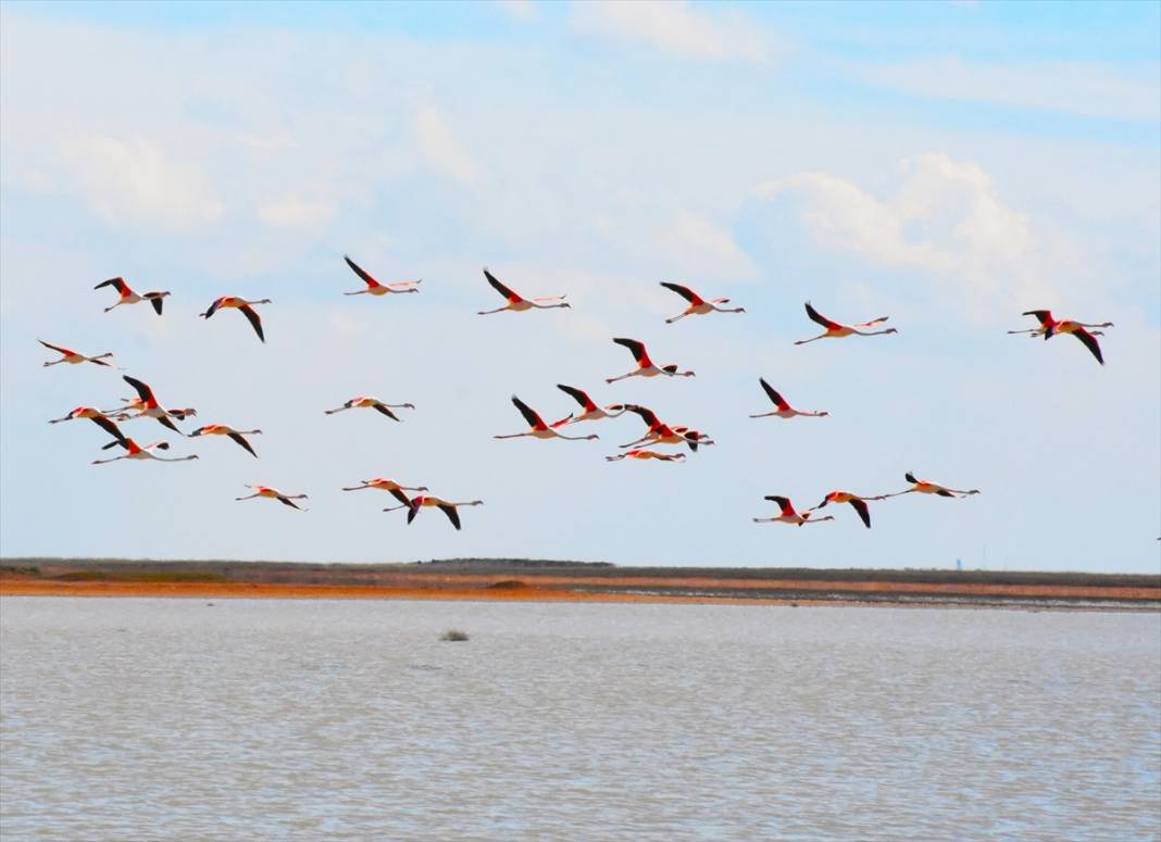 Yazlıkçılar geldi! Tuz Gölü flamingoları ağırlamaya başladı 7