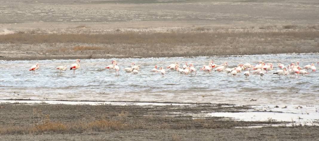 Yazlıkçılar geldi! Tuz Gölü flamingoları ağırlamaya başladı 8